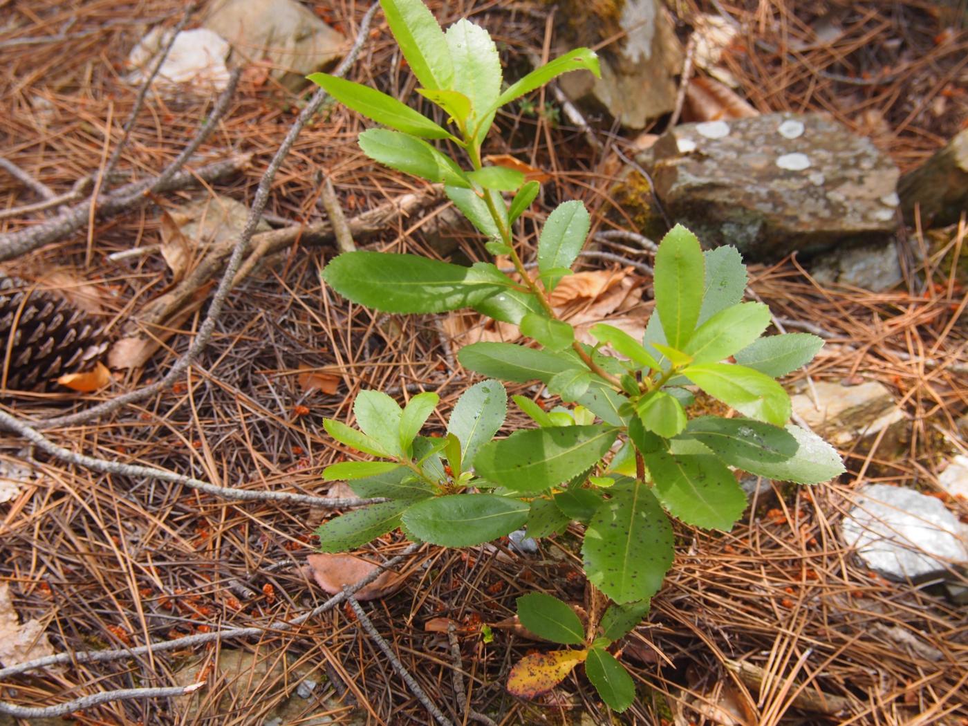 Strawberry Tree leaf